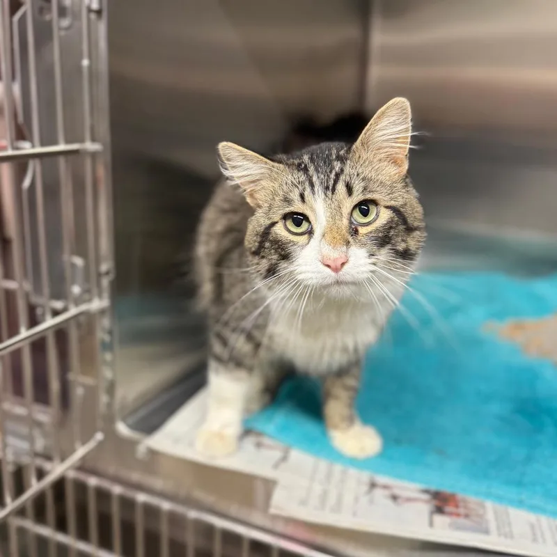 Tropical Smoothie thumbnail 3