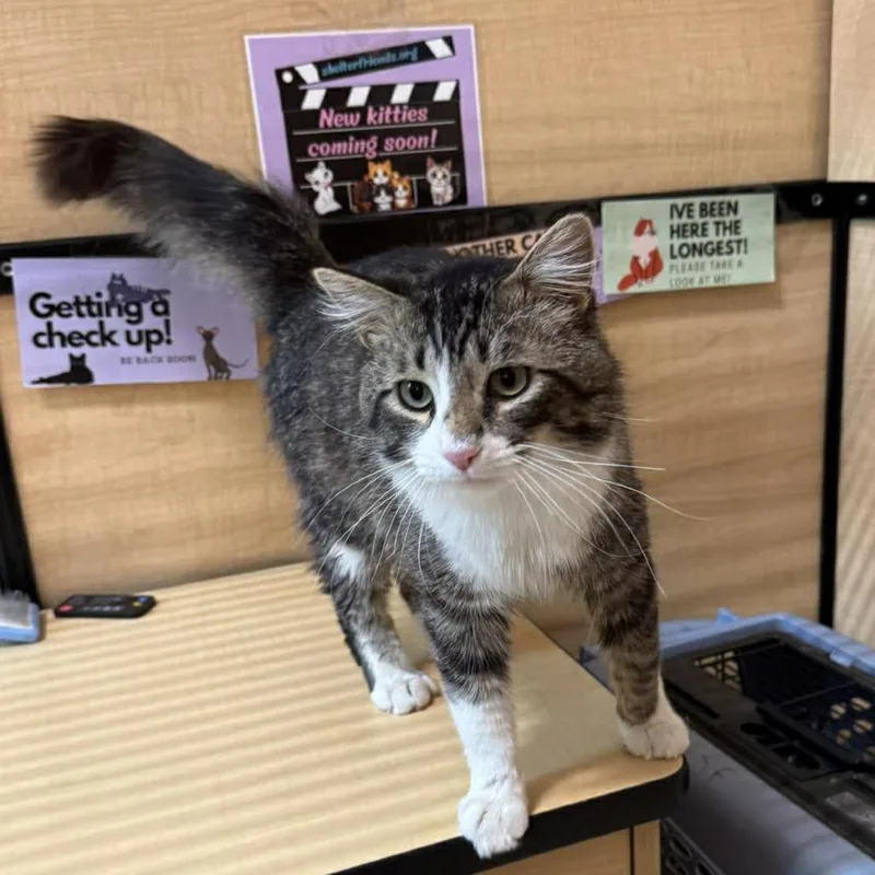 Tropical Smoothie thumbnail 4