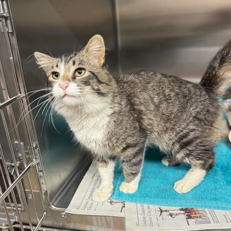 Tropical Smoothie thumbnail 5