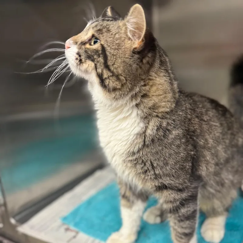 Tropical Smoothie thumbnail 6