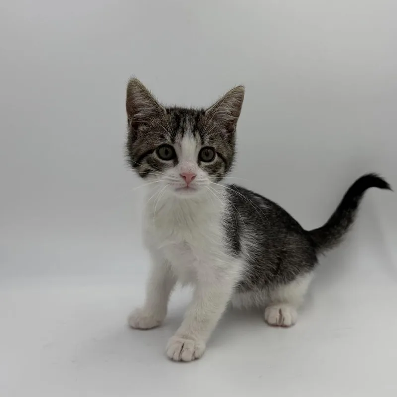 A baby medium-sized female Domestic Short Hair cat named Swell Mel for adoption in State College, PA