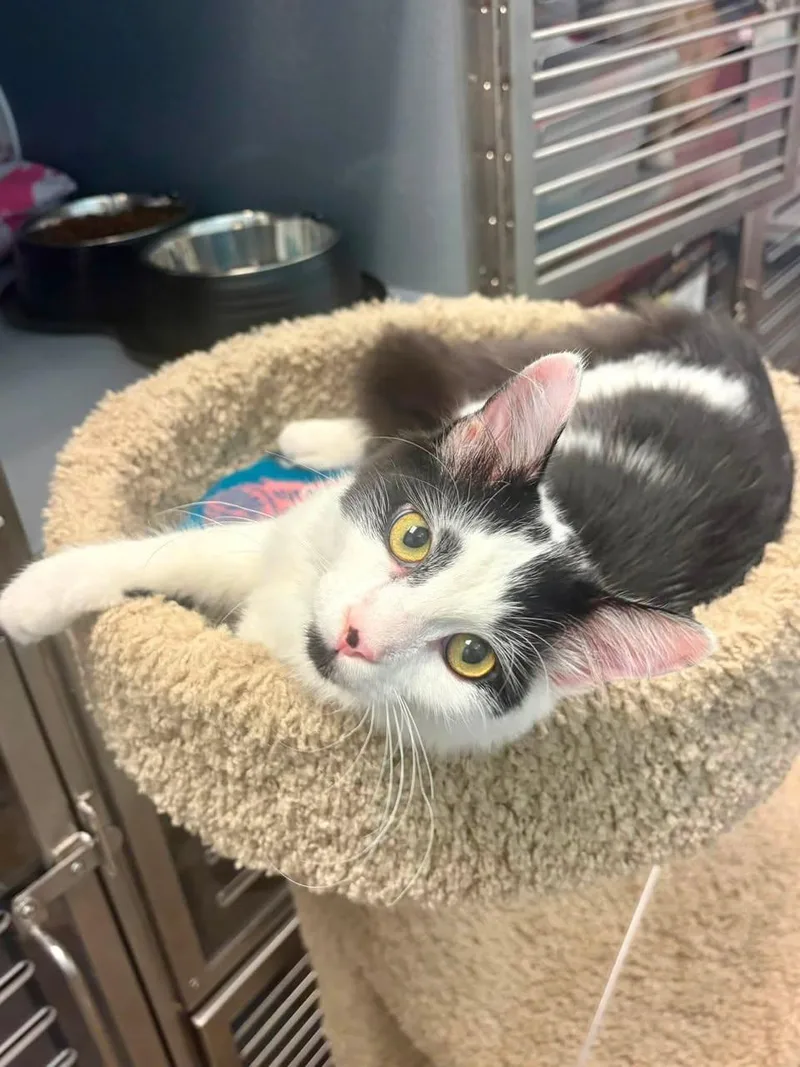 A baby medium-sized male Black & White / Tuxedo Domestic Long Hair cat named Nugget for adoption in Glendale, AZ