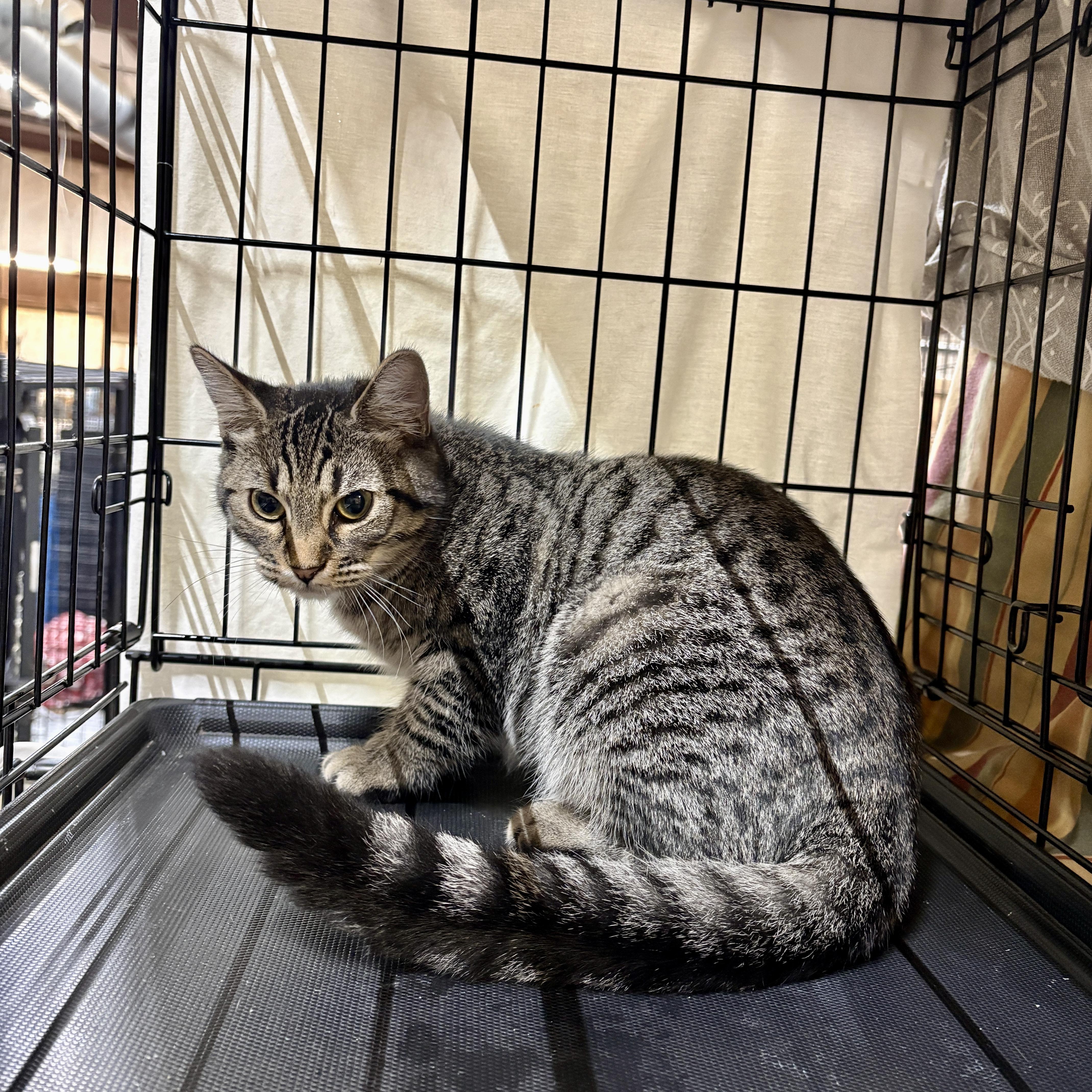 Sriracha thumbnail 2