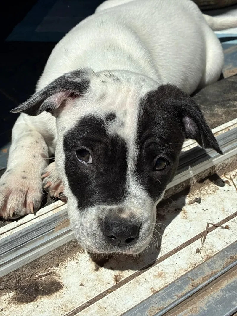 Gidget thumbnail 2