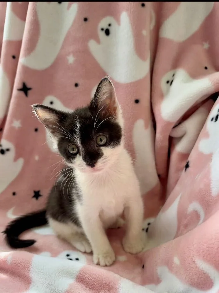 A baby small-sized female Domestic Short Hair cat named Panda for adoption in Marietta, GA