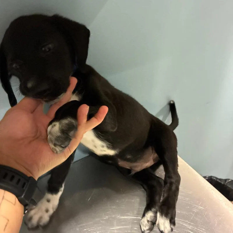 A baby small-sized male Black Mixed Breed dog named Elwood for adoption in Chattanooga, TN
