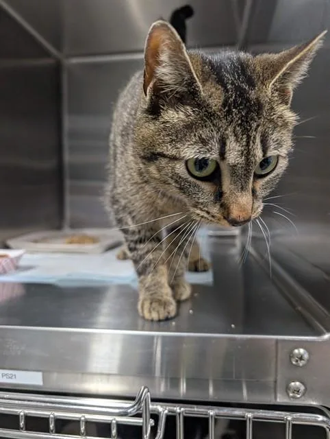 A young small-sized female Domestic Short Hair cat named Mia for adoption in Westminster, MD