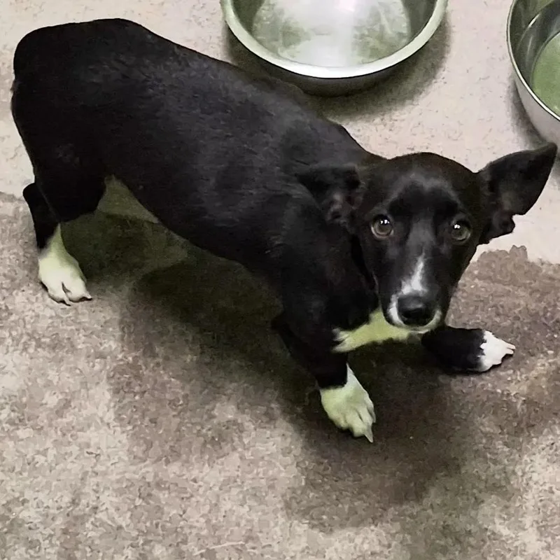 An adult small-sized male Chihuahua dog named Rocky for adoption in Spokane, WA