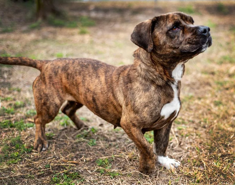 Chevelle thumbnail 2