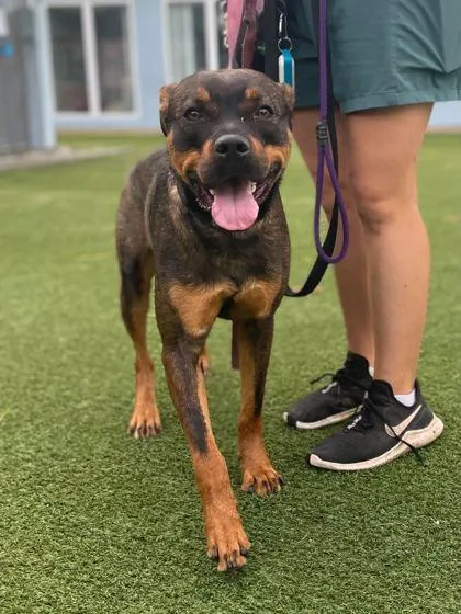 A young medium-sized male Rottweiler dog named Hemlock for adoption in Fernandina Beach, FL