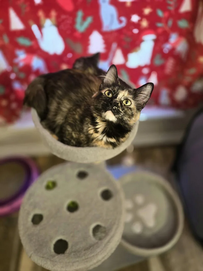 Caroline thumbnail 3