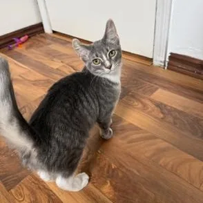 A baby small-sized female Gray & White Domestic Short Hair cat named Nami for adoption in Hudsonville, MI