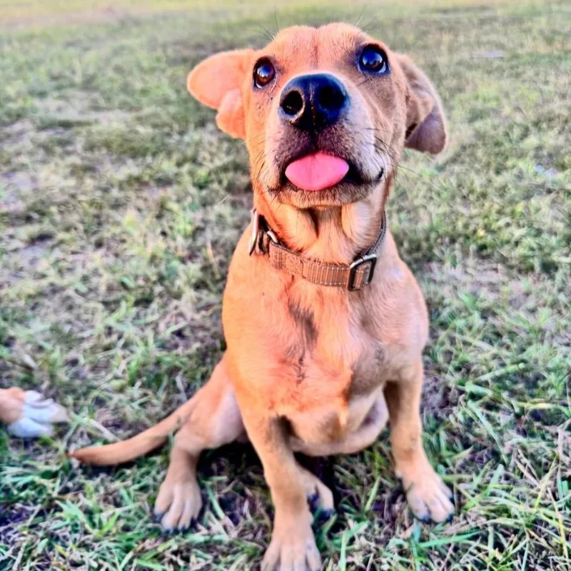 A baby medium-sized female Yellow Labrador Retriever dog named Audrey for adoption in Yonkers, NY