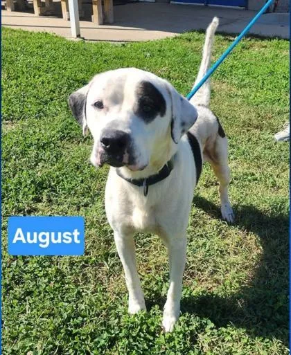 An adult medium-sized male Pointer dog named August for adoption in Clinton, MO