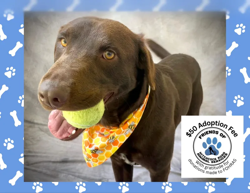 A young large-sized male Chocolate Labrador Retriever dog named Axel for adoption in Salinas, CA