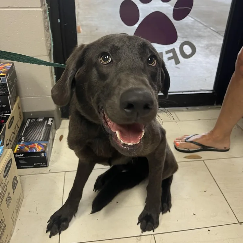 A young medium-sized female Brown / Chocolate Labrador Retriever dog named Sadie for adoption in Lufkin, TX
