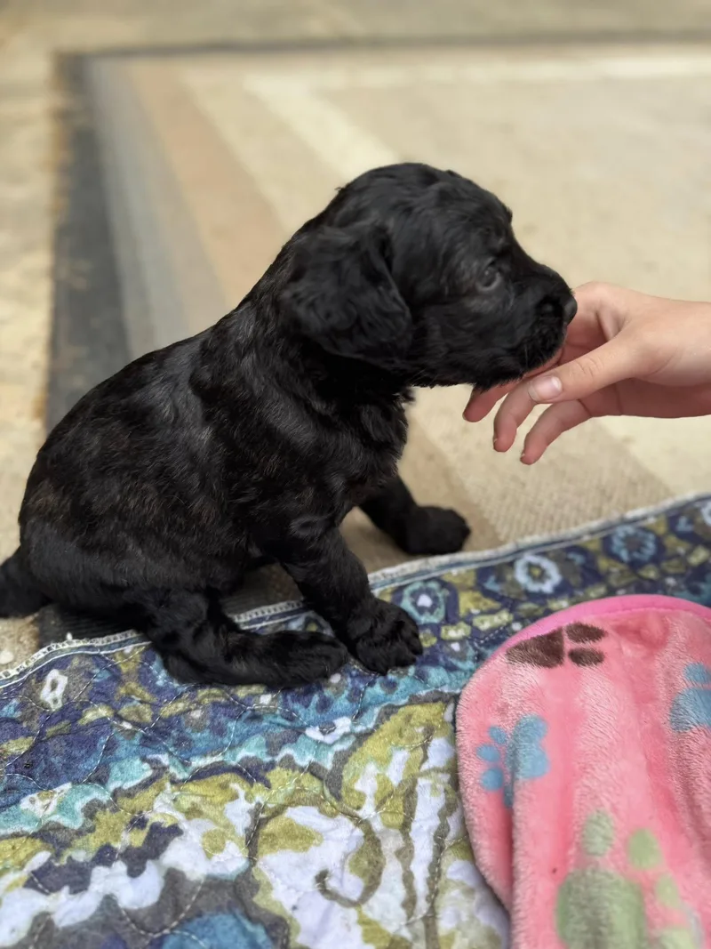 Finnegan thumbnail 2