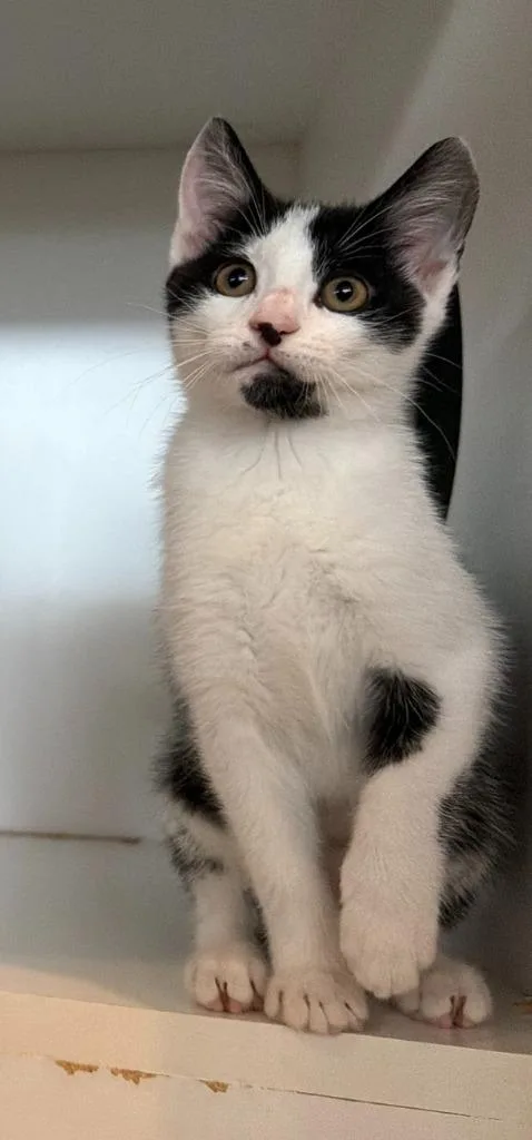A baby small-sized female Domestic Short Hair cat named Marzipan for adoption in Hyde Park, NY