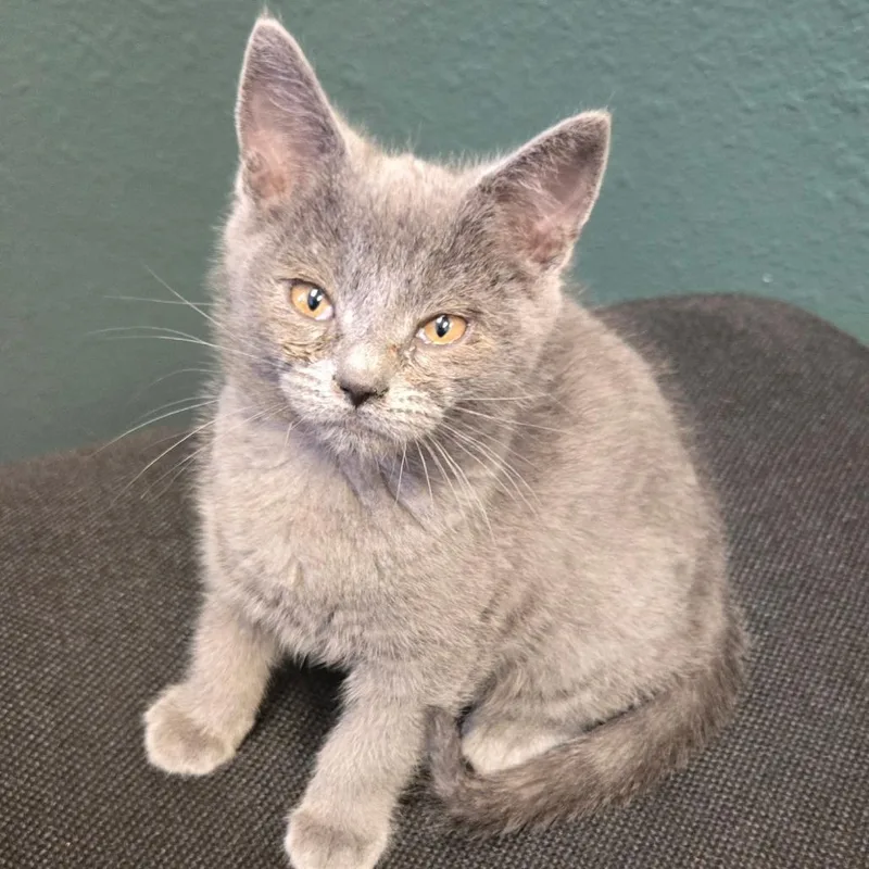 A baby small-sized female Gray / Blue / Silver Domestic Short Hair cat named Trax for adoption in Coos Bay, OR
