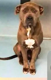 An adult medium-sized female Gray / Blue / Silver American Staffordshire Terrier dog named Bonnie for adoption in Sheboygan, WI