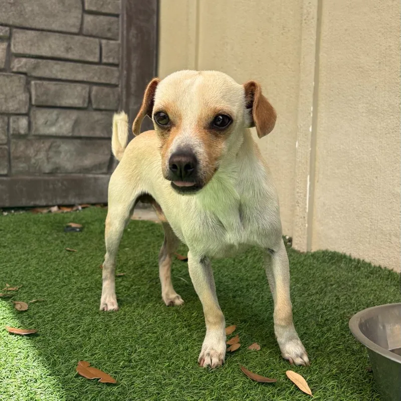 An adult small-sized male Brown / Chocolate Chihuahua dog named Shay Shay for adoption in LOXAHATCHEE, FL