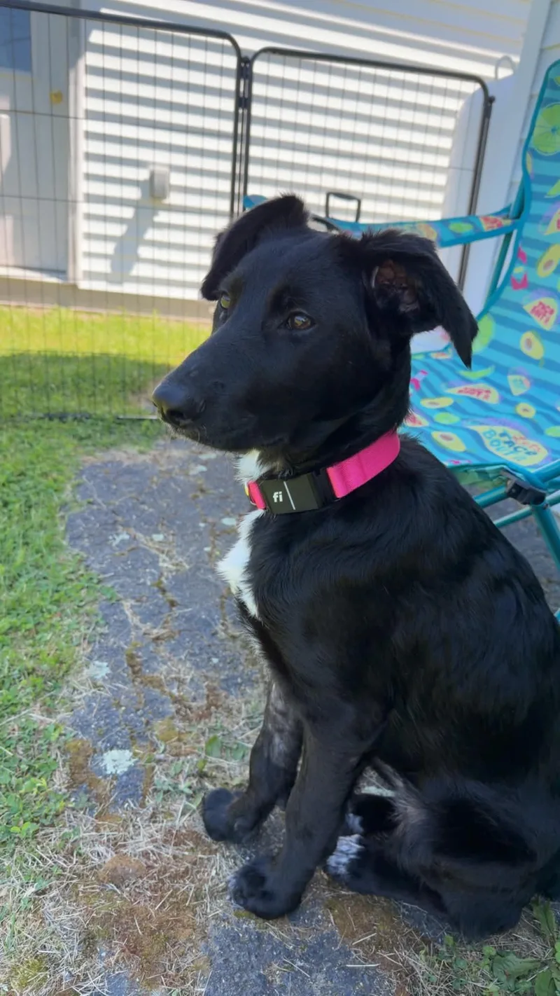 A baby medium-sized female Shepherd dog named Riza for adoption in Berwick, ME