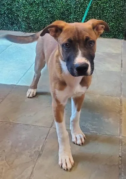 A baby medium-sized male Brown / Chocolate Mixed Breed dog named 61289799 for adoption in El Paso, TX
