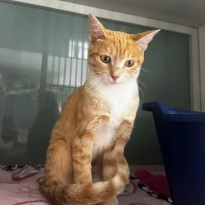 An adult small-sized female Orange & White Domestic Short Hair cat named Abbie for adoption in Hutchinson, MN
