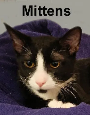 A baby medium-sized male Black & White / Tuxedo Domestic Short Hair cat named Socks & Mittens Dut. for adoption in Stowe, PA