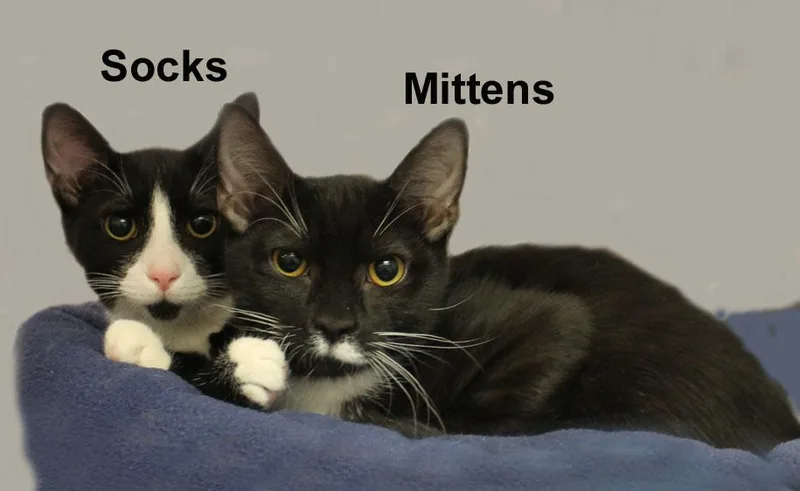 Socks & Mittens Dut. thumbnail 2