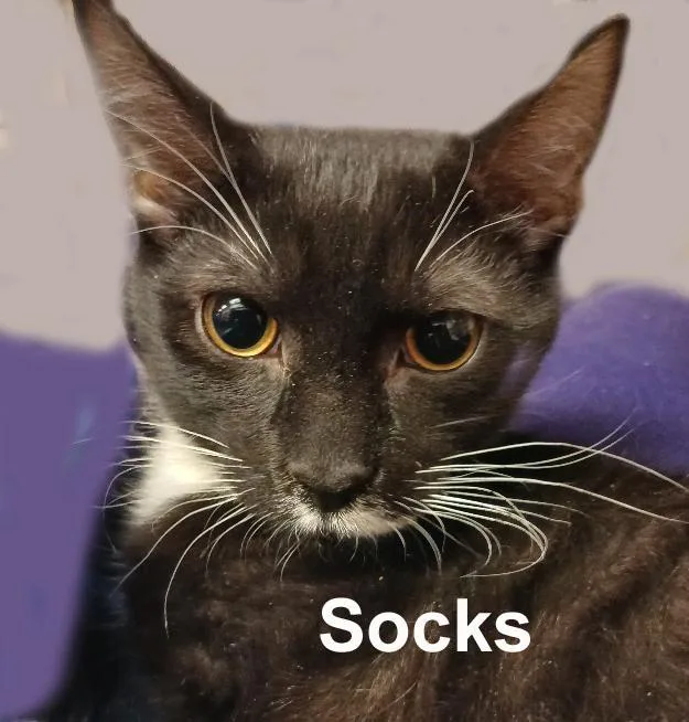 Socks & Mittens Dut. thumbnail 3