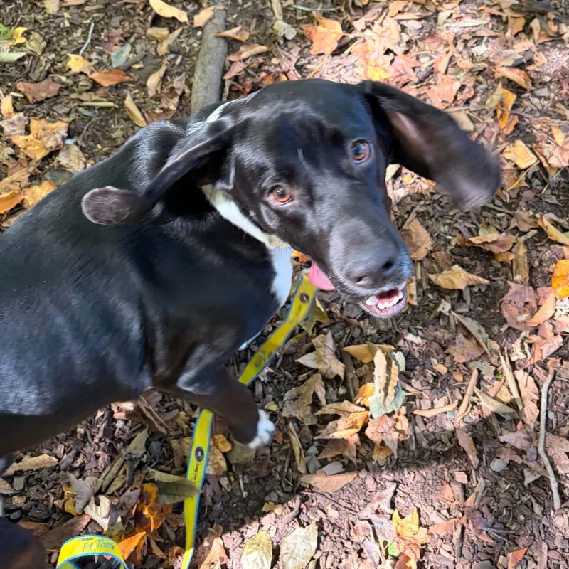 A young large-sized male Black Labrador Retriever dog named Phantom for adoption in Sunderland, MD