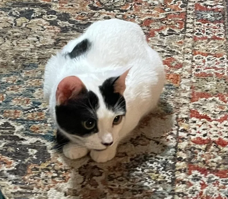 A young medium-sized female Black & White / Tuxedo Domestic Short Hair cat named Brie for adoption in Tualatin, OR
