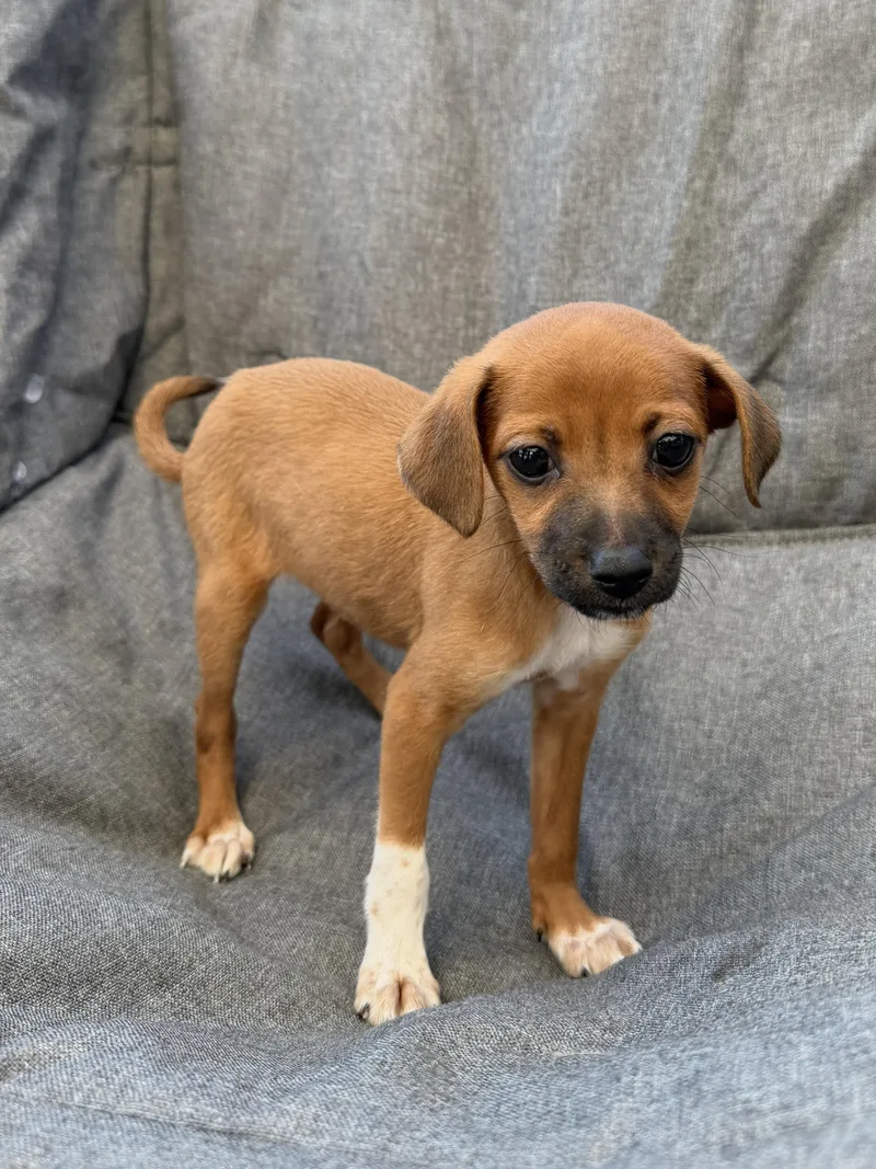 A baby small-sized female Chiweenie dog named Betsy Ross for adoption in San Diego, CA