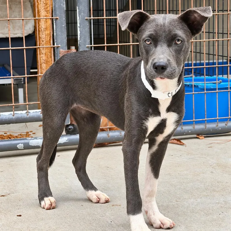 A young medium-sized female Hound dog named Cleo for adoption in East Hampton, NY