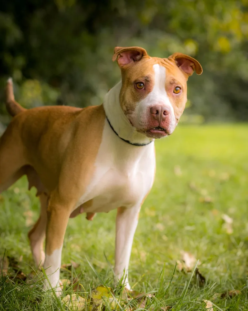An adult medium-sized female Pit Bull Terrier dog named Sequoia for adoption in Bridgeport, CT