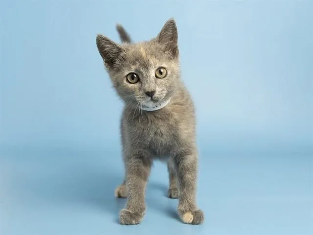 A baby small-sized female Domestic Short Hair cat named Gracie for adoption in Phoenix, AZ