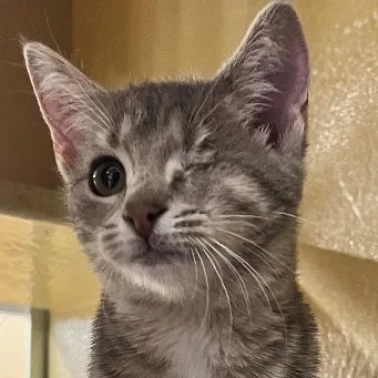 A baby medium-sized female Tabby (Buff / Tan / Fawn) American Shorthair cat named Pirate for adoption in Morganton, NC