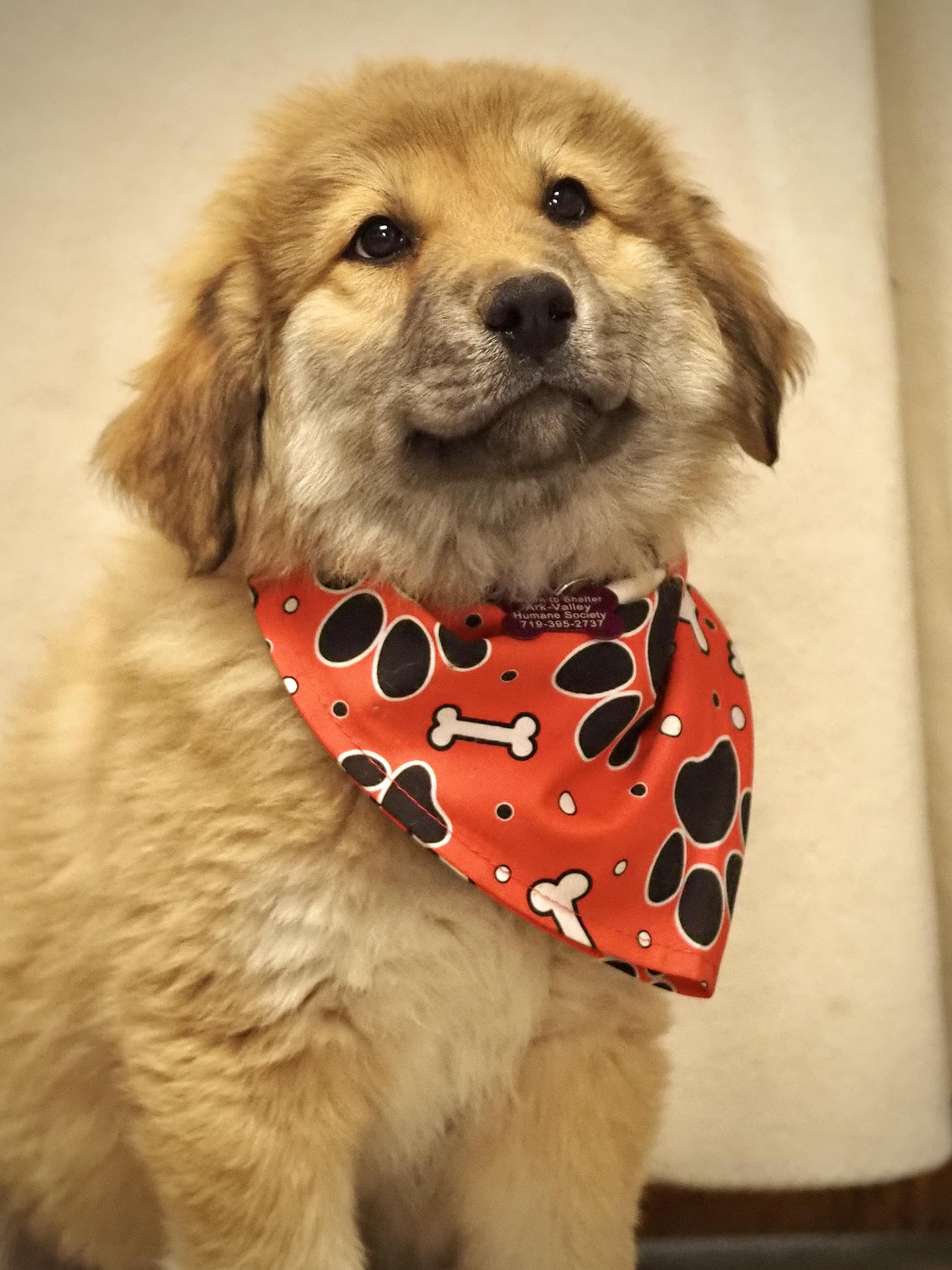 A baby extra large-sized female Great Pyrenees dog named Bingo for adoption in Buena Vista, CO