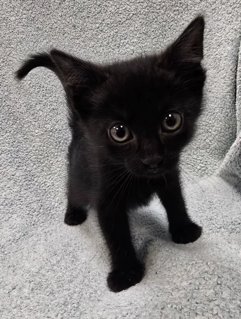A baby small-sized male Domestic Short Hair cat named Merlin for adoption in Murphysboro, IL