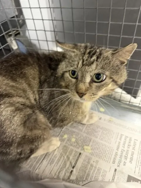 An adult large-sized male Domestic Short Hair cat named Mr Cheezenut for adoption in Pasadena, TX