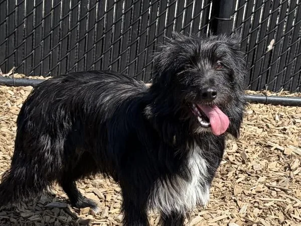A young medium-sized female Border Collie dog named Jackie for adoption in Portland, OR