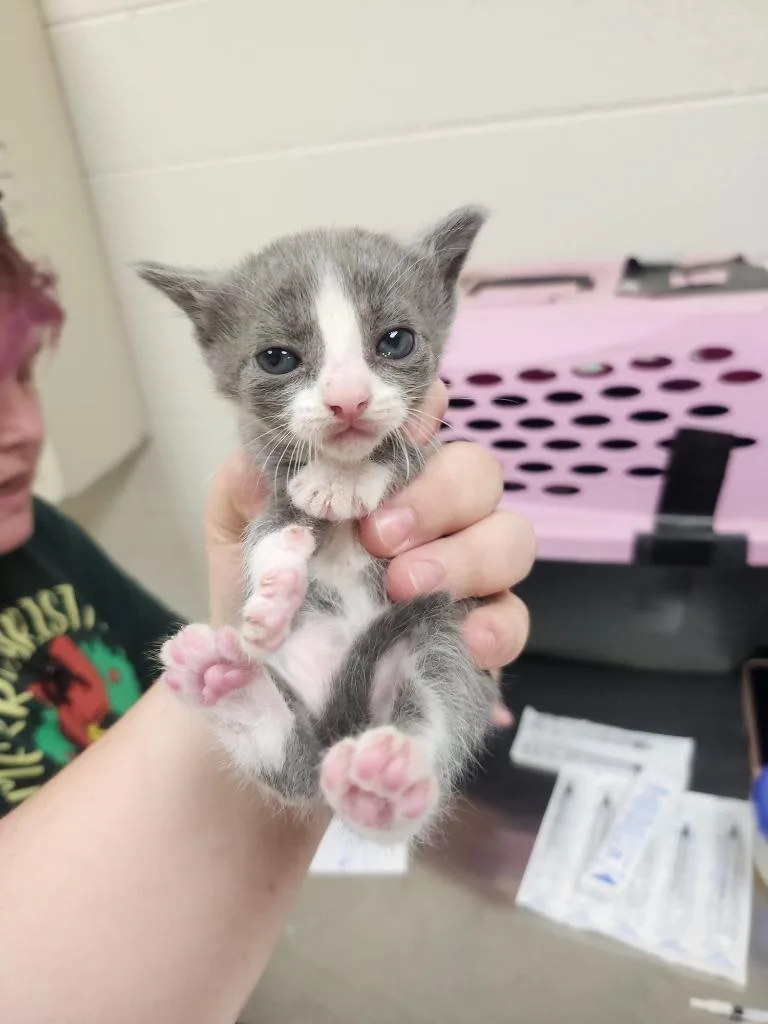 A baby medium-sized male Domestic Short Hair cat named Emrys for adoption in Greeneville, TN