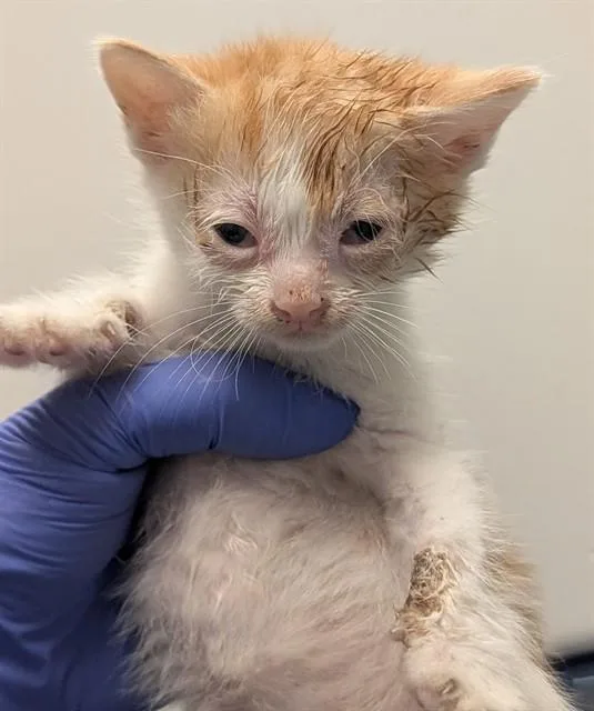A baby small-sized male Domestic Short Hair cat named Pinky for adoption in Ontario, CA