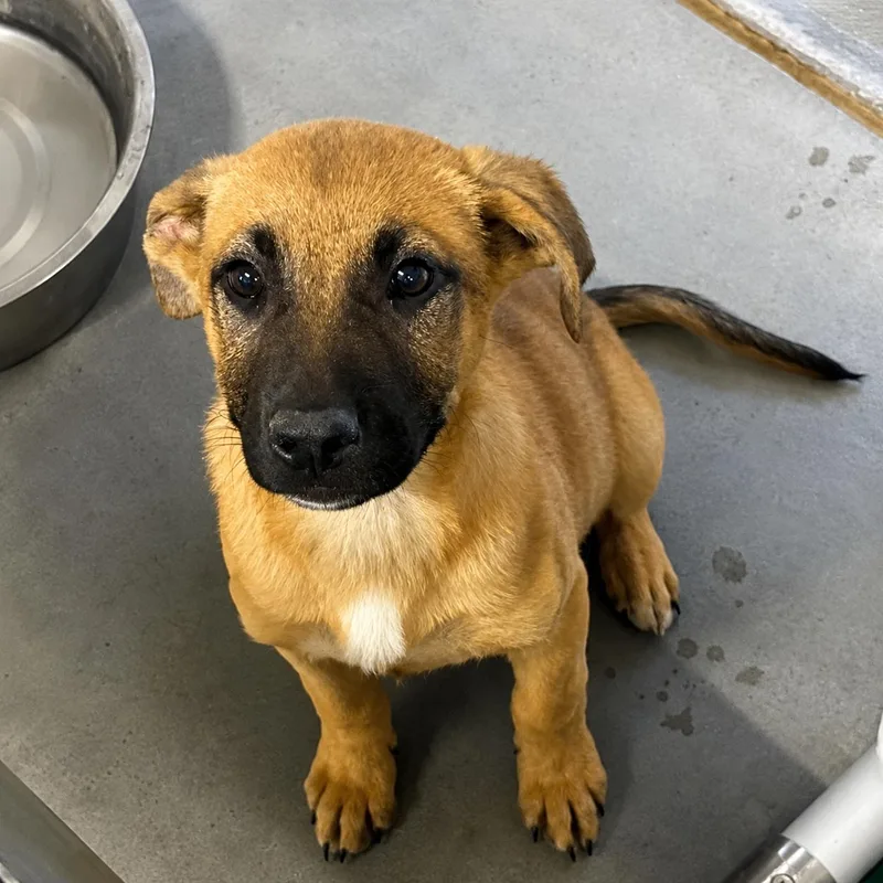 A baby medium-sized female Black Mouth Cur dog named Pea for adoption in Copiague, NY