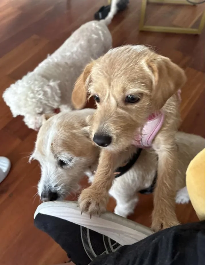 Puppy Peaches