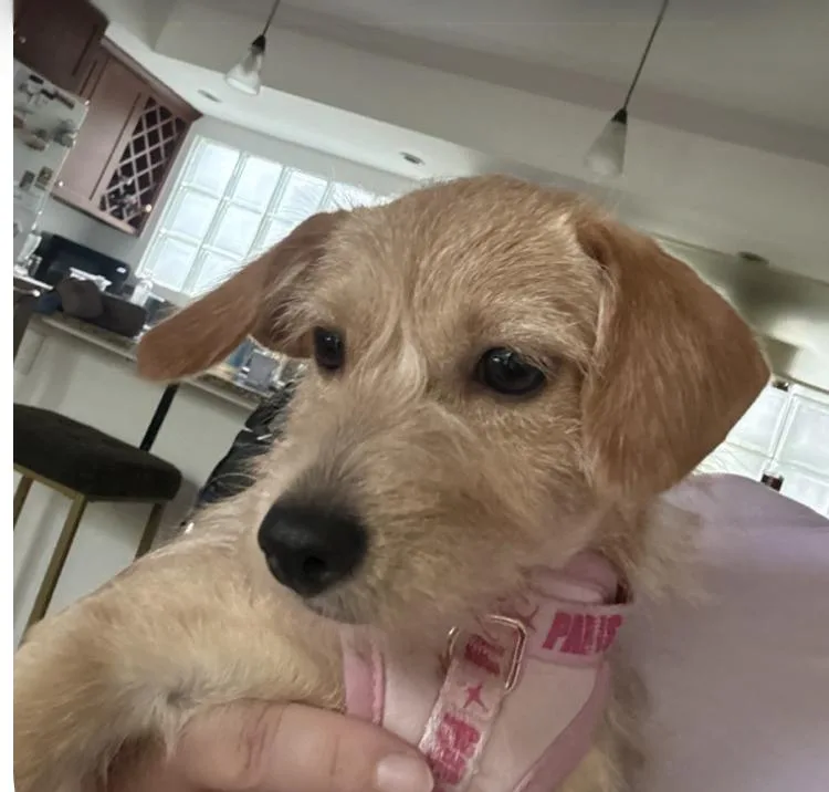 Puppy Peaches thumbnail 2