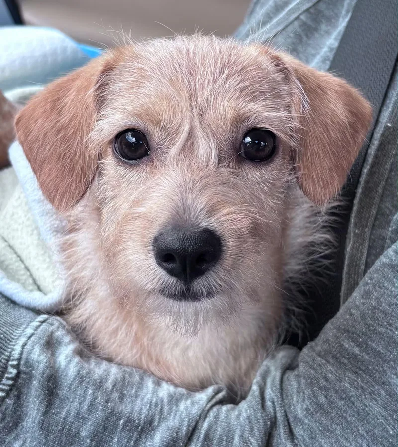 Puppy Peaches thumbnail 3