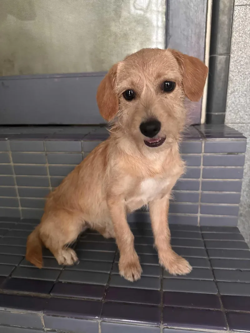 Puppy Peaches thumbnail 4