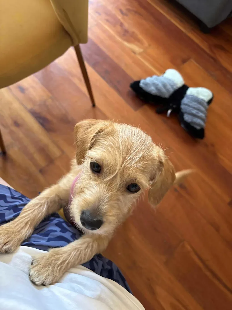 Puppy Peaches thumbnail 5